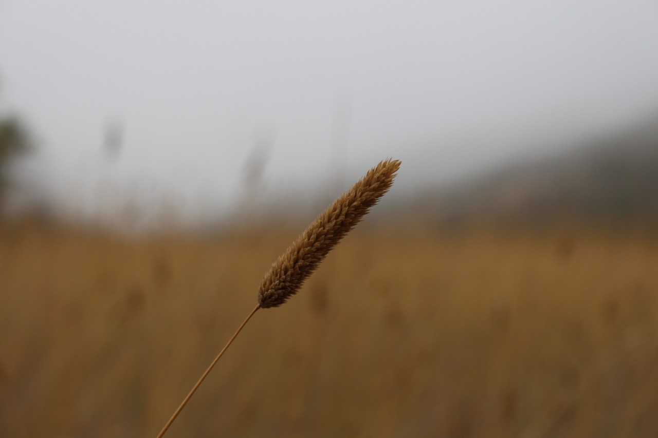 foggy_field