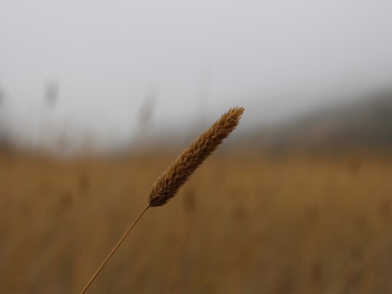 foggy_field