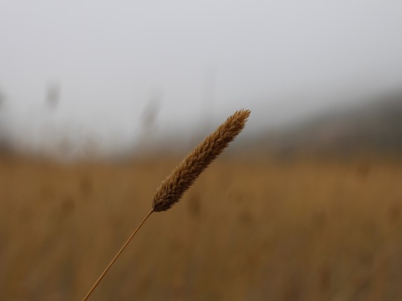 foggy_field