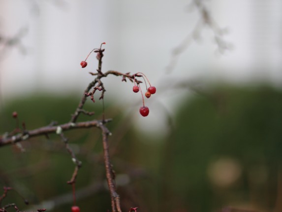 winter_berry