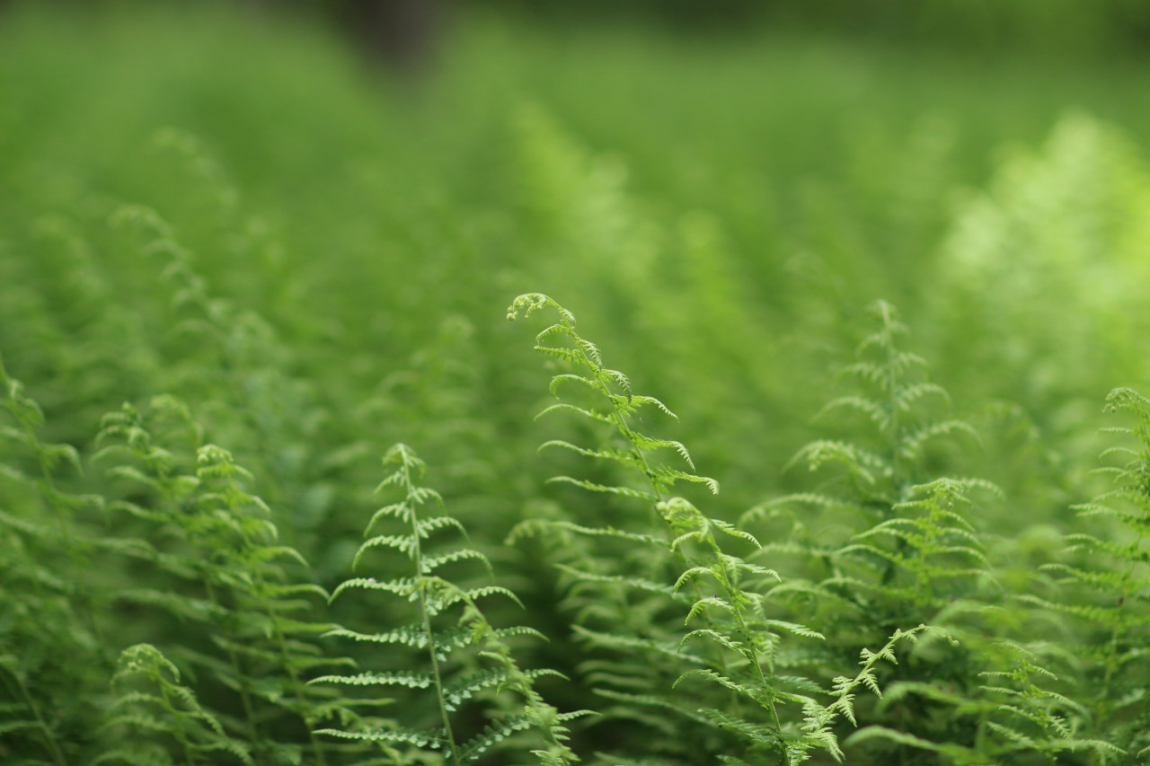 ferns