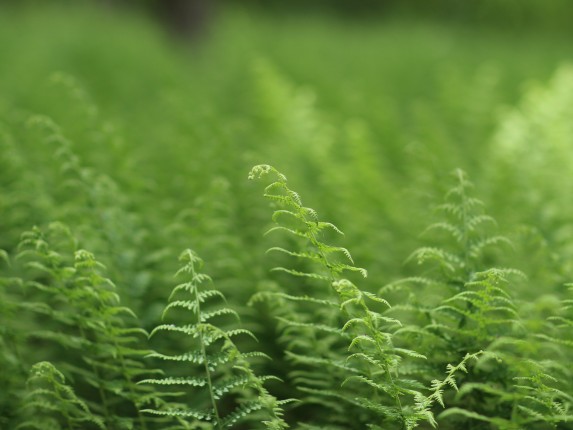 ferns