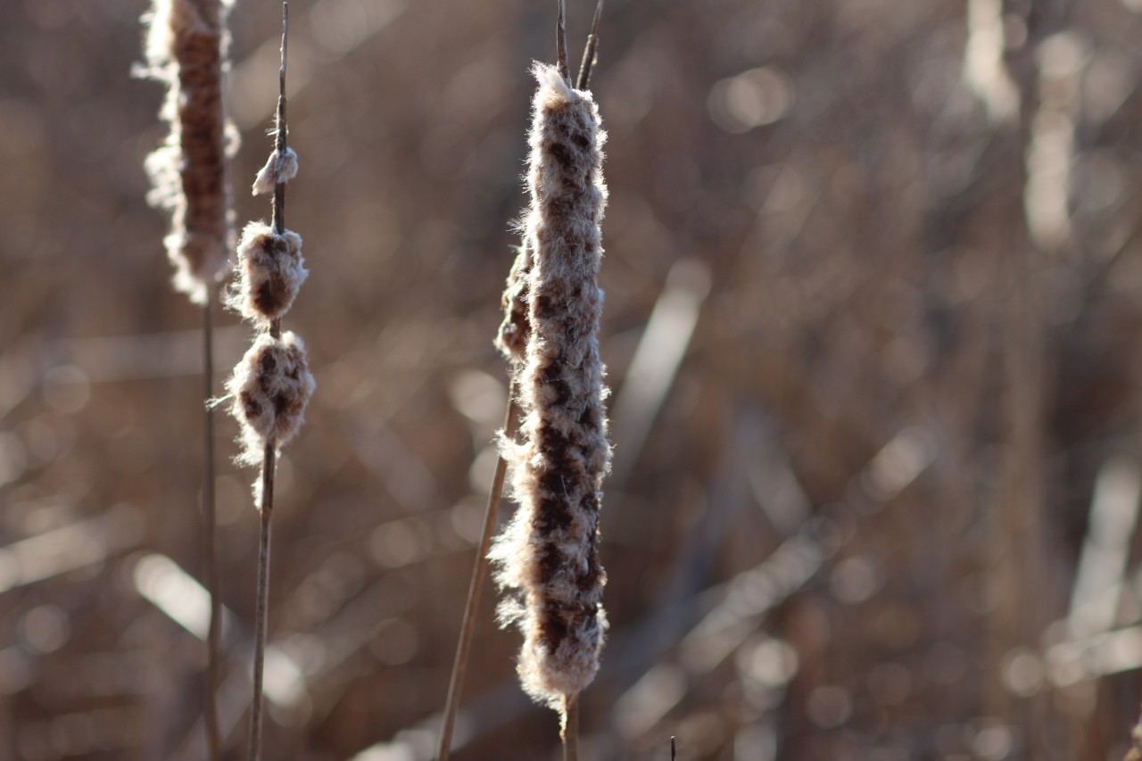 cattail-fur