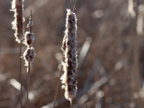 cattail-fur