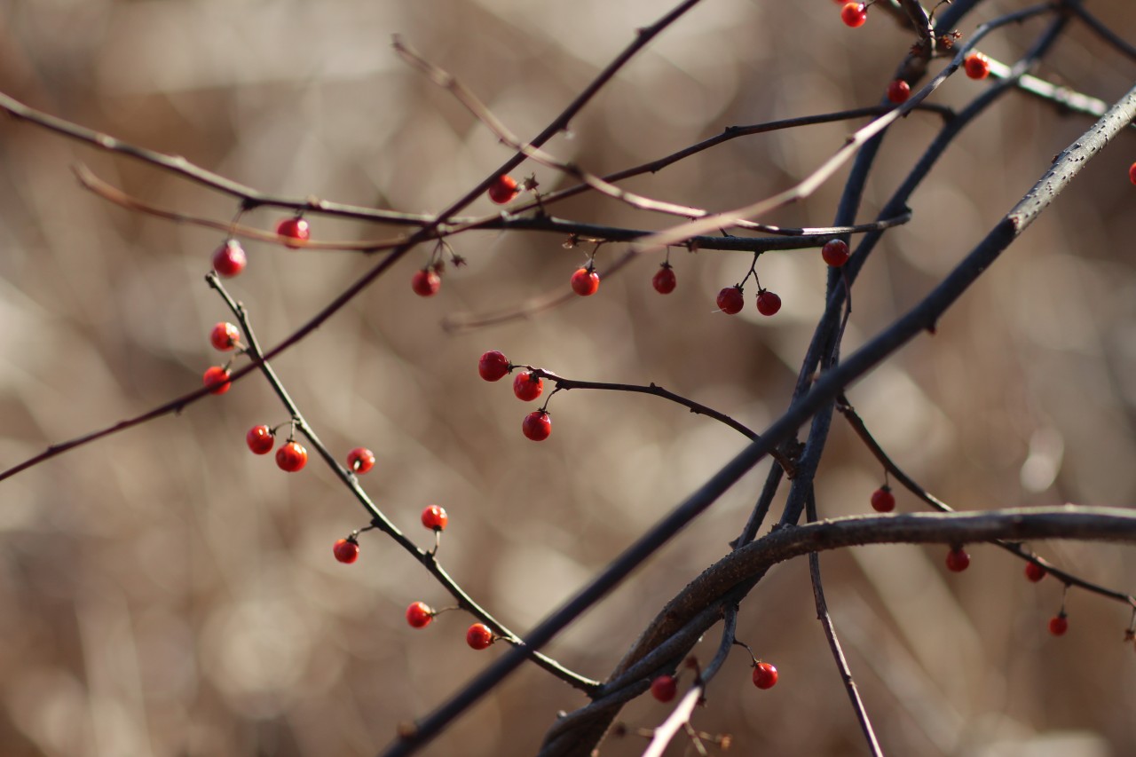 winter-berry