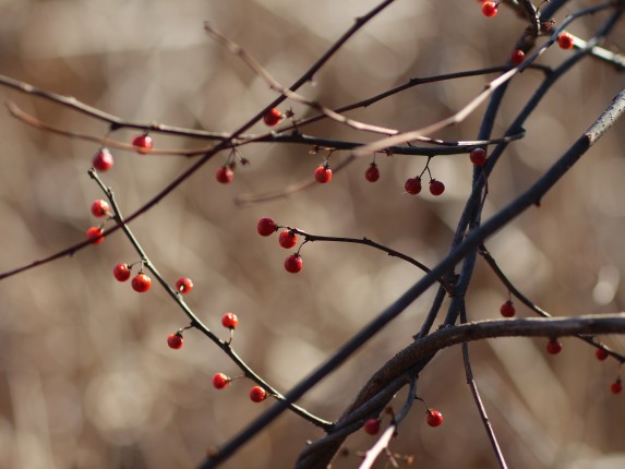 winter-berry